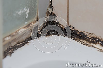 The silicone sealer is mildewed. Mold in the shower stall. Dampness and humidity Stock Photo
