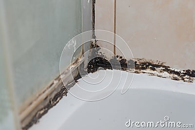 The silicone sealer is mildewed. Mold in the shower stall. Dampness and humidity Stock Photo