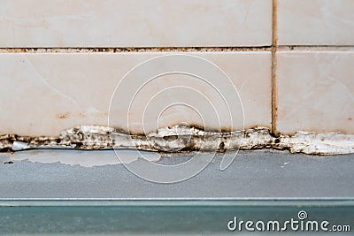 The silicone sealer is mildewed. Mold in the shower stall. Dampness and humidity Stock Photo