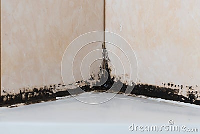 The silicone sealer is mildewed. Mold in the shower stall. Dampness and humidity Stock Photo