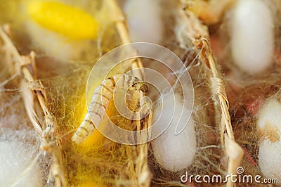 Silk Cocoon Stock Photo