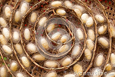 Silk Cocoon Stock Photo