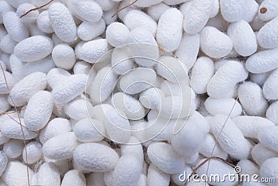 The silk cocoon, nesting of the silkworm. Stock Photo