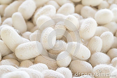 Silk cocoon that is processed to yield silk fiber Stock Photo