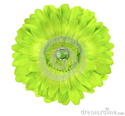 Silk Germini Daisy Flower Stock Photo