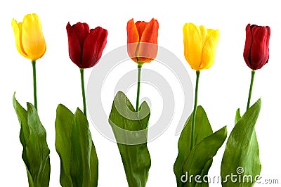 Silk modern tulips Stock Photo