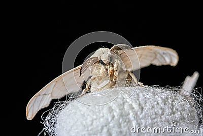 Silk moth on a white silk cocoon - macro shot Stock Photo