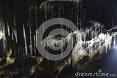 Silk threads of glow worms Stock Photo