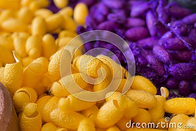 Silk worm cocoons Stock Photo