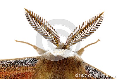 Silkmoth antenna detail Stock Photo