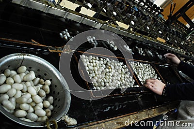 Silkworm cocoon Stock Photo