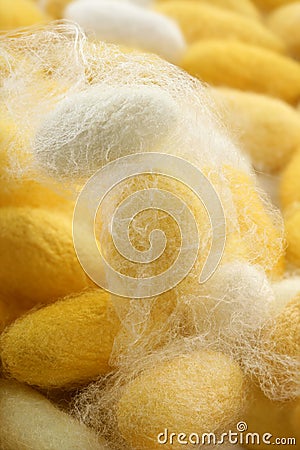 Silkworm cocoon macro detail many silk worm Stock Photo