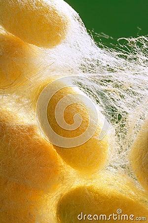 Silkworm cocoon many on silk worm net Stock Photo