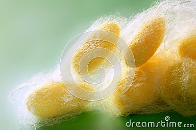 Silkworm cocoon many on silk worm net Stock Photo