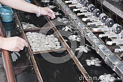 Silkworm Cocoons, Silk Factory, Suzhou China Stock Photo