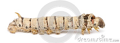 Silkworm larvae, Bombyx mori Stock Photo