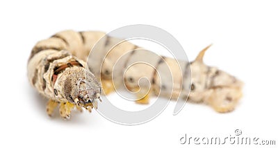 Silkworm larvae, Bombyx mori Stock Photo