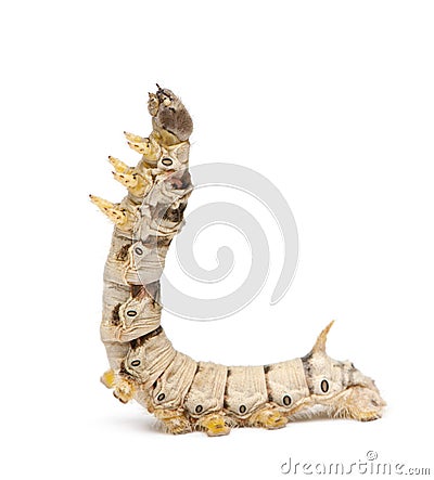 Silkworm larvae, Bombyx mori Stock Photo