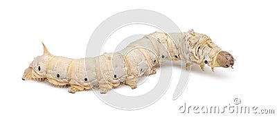 Silkworm larvae, Bombyx mori Stock Photo