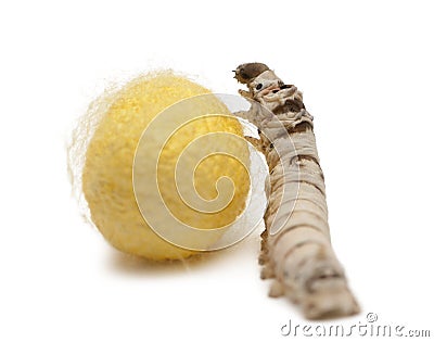 Silkworm larvae and cocoon, Bombyx mori Stock Photo