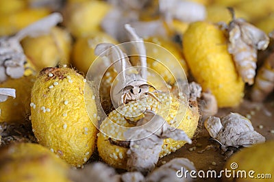 Silkworm Moth Newly Emerged From Yellow Cocoon Stock Photo