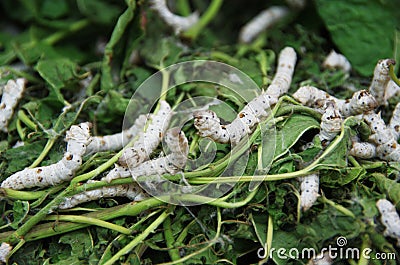 Silkworm pupa, silk cocoons Stock Photo