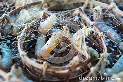 Silkworm ringed silk worm Stock Photo