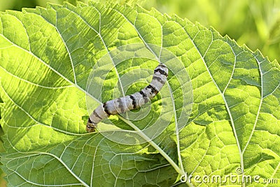 Silkworm ringed silk worm on mulberry green leaf Stock Photo