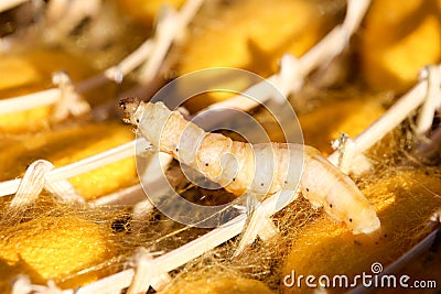 Silkworm in yellow cocoon, Stock Photo