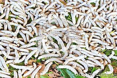 Silkworms Stock Photo