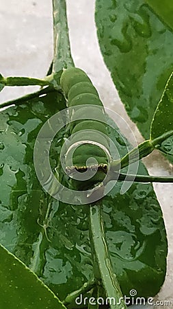 Silkworms will soon turn into cocoons Stock Photo