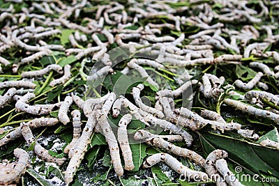 Silkwormï¼ŒBombyx mori Linaeus Stock Photo