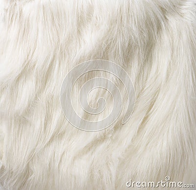 SILKY FUR TEXTURE DOG FUR Stock Photo