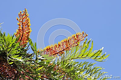 Southern Silky Oak Tree - Australian Silver Oak - Flowering Proteaceae Stock Photo