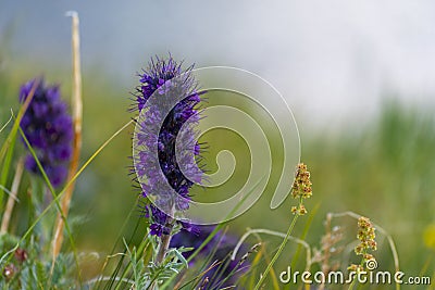 Silky Phacelia or Blue Alpine Phacelia purple fringe wild flower Stock Photo