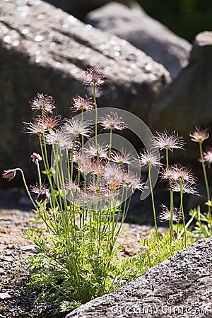 Silky seed heads on Pasque flowers Stock Photo