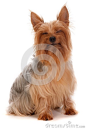 Silky Terrier Stock Photo