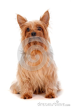 Silky Terrier Stock Photo
