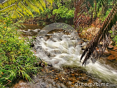 Silky water of a small stream in a dence tree-fern bush in New Zealand Stock Photo