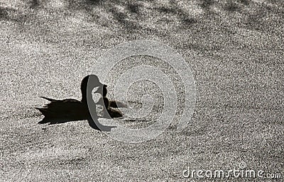 Sillouette ducks in a pond Stock Photo