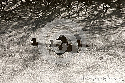 Sillouette ducks in a pond Stock Photo