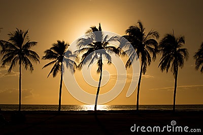 Sillouette Palms Stock Photo