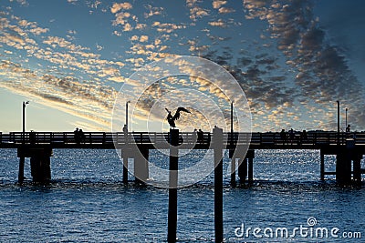 Sillouette of Pelican at Sunset Stock Photo