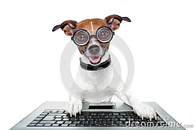 Silly computer dog Stock Photo