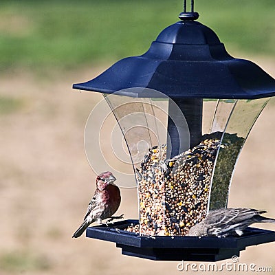 Silly House Finches Stock Photo
