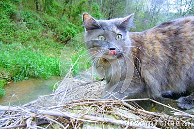 Silly kitty girl Stock Photo