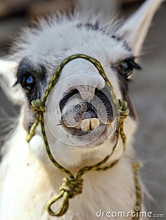 Silly look of lama with open mouth with big teeth Stock Photo