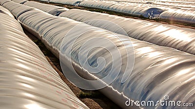 Silo bag in a farm with fence and field. Rural, countryside image, agricultural industry scene. Stock Photo