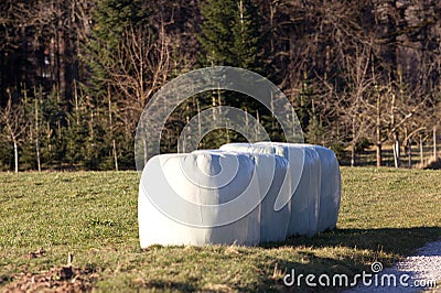 silo silage bales, haylage foiled on field Stock Photo