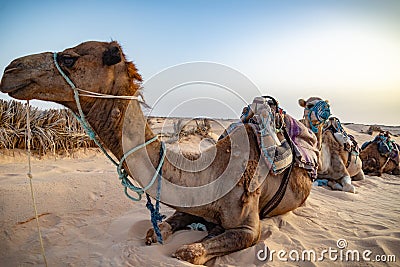 Siluetas de camellos en el desierto del Sahara Stock Photo